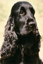 Cocker Spaniel Black Jumbo