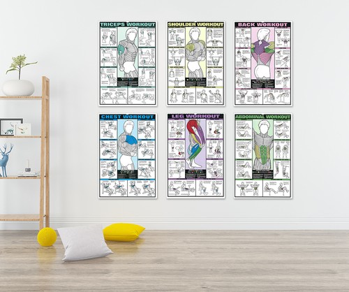 3size muscle anatomyy chart - muscle,