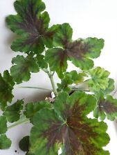 Chocolate Peppermint  - Scented Pelargonium Plant - Geranium