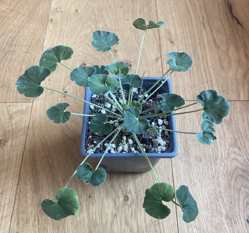 Lavender scented geranium - scented,