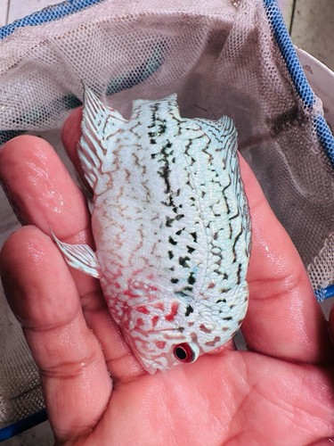 White tiger full pearl - pearl, kamfa