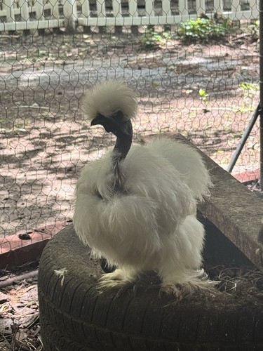 Silkie/Satin/Frizzle/Showgirl