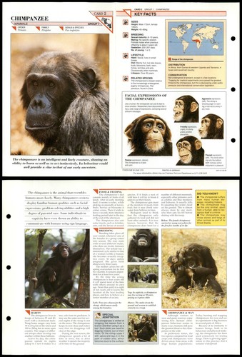 Chimpanzee mammals wildlife - chimpanzee,