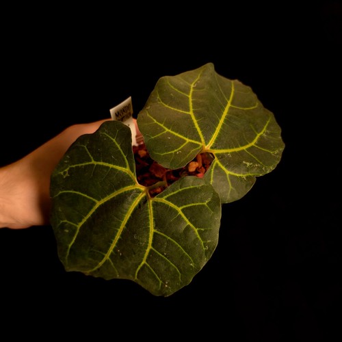 Aristolochia leuconeura rare - -,