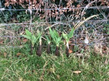 Large strong comfrey plants - 5,