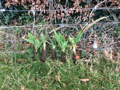 Large strong comfrey plants - comfrey,