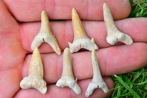 Fossil shark tooth - shark,