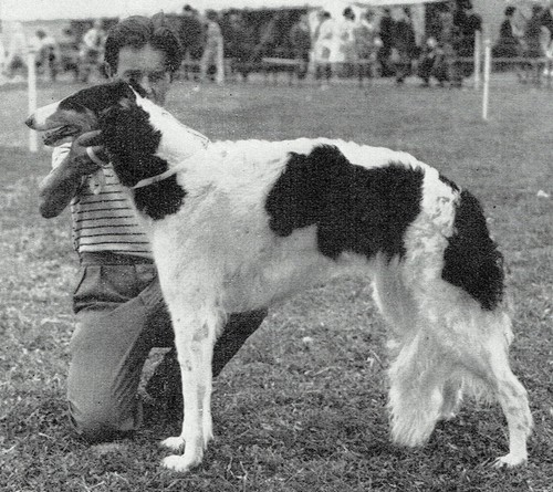 Pace and grace the borzoi - pace,