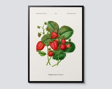 Strawberries Wall Art, Vintage