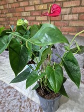 Indoor House Plant