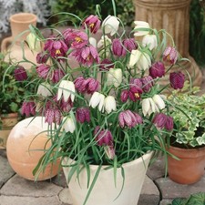 Fritillaria meleagris ‘Mixed’ 10, 25 or 50 Bulbs Snake’s Head Fritillary