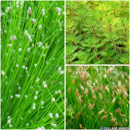 Oxygenating pond plants - ,