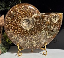 Ammonite Fossil 2.63LB Super