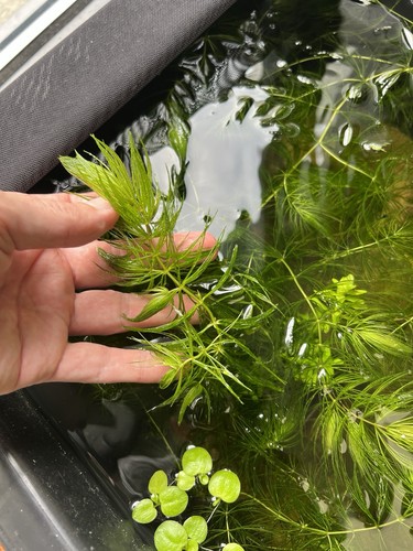 30cm hornwort live aquarium - hornwort,