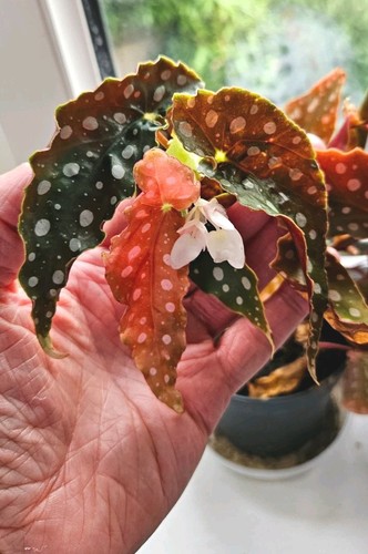Begonia maculata top cutting - maculata,