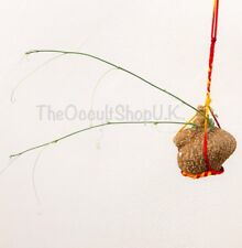 RARE SKY ROOT MANDRAK