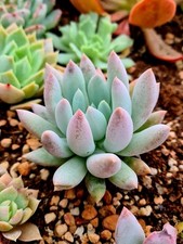 Sedum Solomon succulent plant 