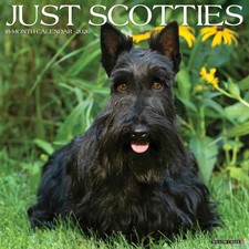 Scotties 2026 Wall Calendar by