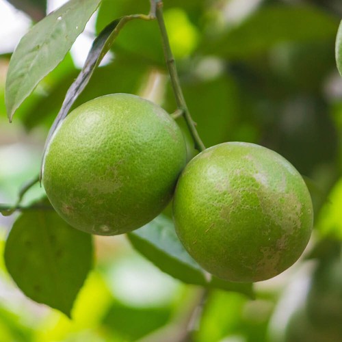 Citrus key lime - citrus, lime'