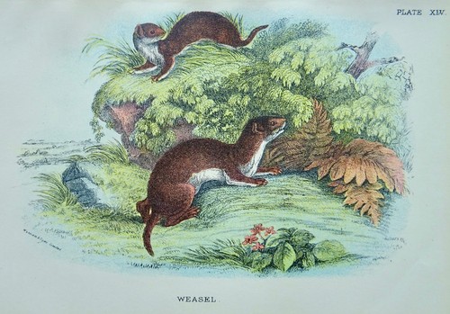 British mammals the weasel - british,