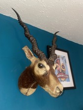 Antique Taxidermy Black Buck
