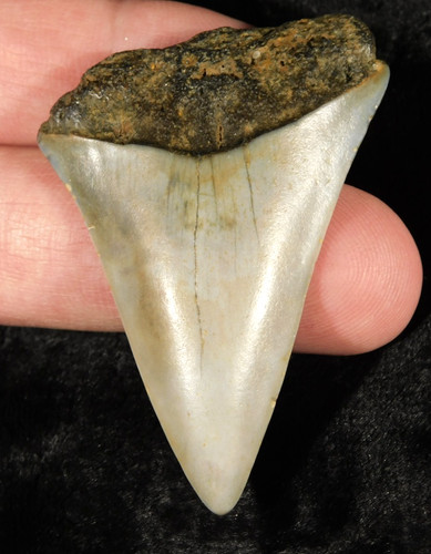 Larger ancestral great white - ancestral,