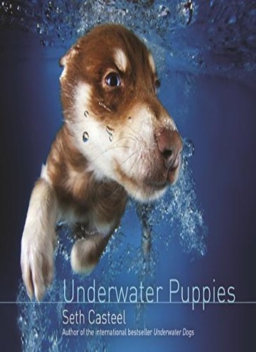 Underwater puppies seth - underwater, puppies-seth