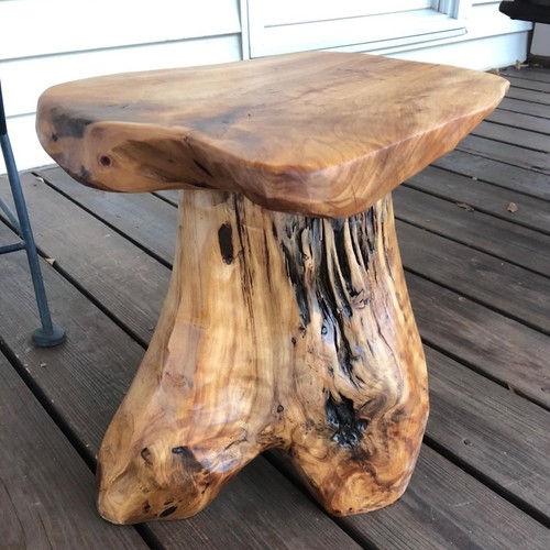 Cedar root mushroom stool - cedar,