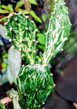 Opuntia Jamaica Ghost (Prickly