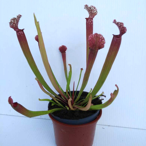 Sarracenia stevensii hybrid - sarracenia,