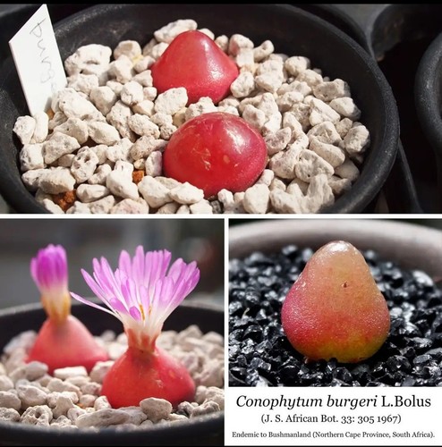 10x conophytum burgeri seeds - 10x,