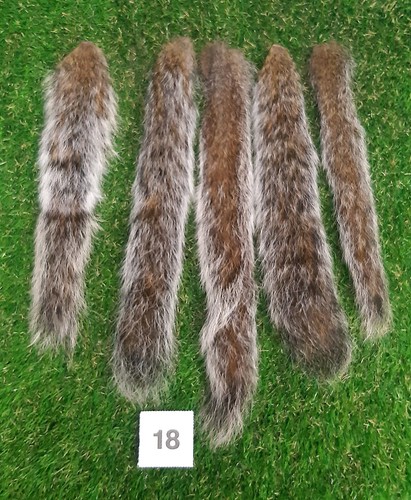 Genuine grey squirrel - 5, x