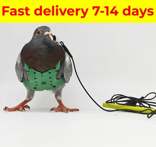 Pigeon flight harness with - pigeon,