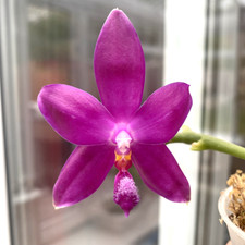 Phalaenopsis Jennifer Palermo
