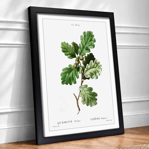 Oak tree flowers vintage - tree,