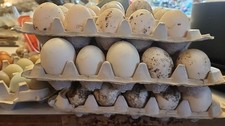 12 Fertile BYM Duck Hatching