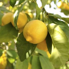 Citrus Fruit Tree, Lemon Lunario, Fragrant and Fruiting, 70-90cm Tall, 4L Potted
