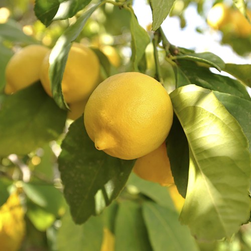 Citrus fruit tree lemon - fruit, tree,