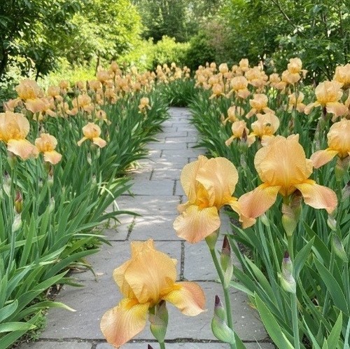 Iris butterscotch kiss - 'butterscotch, kiss'