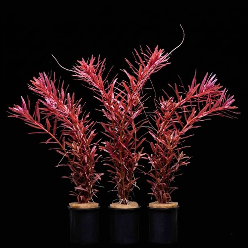 Rotala indica red live - red,