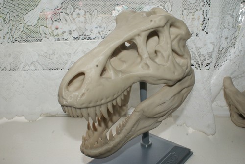 Rex dinosaur skull - skull, model