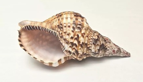 Tritents trumpet shell x - shell, 8"