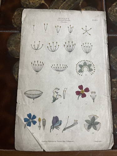 Original antique botanical - original,