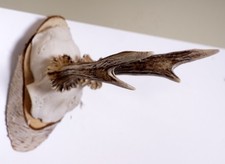 Beautiful Fork Deer Horns Roe