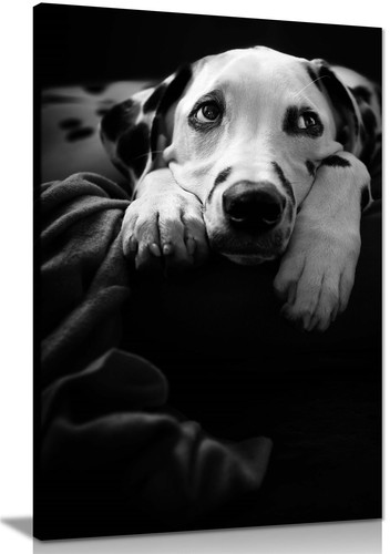 Black white dalmatian dog - &,