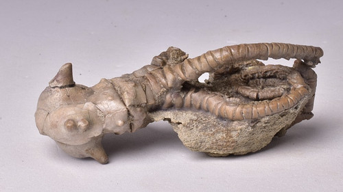 Crinoid fossil jimbacrinus - fossil,,