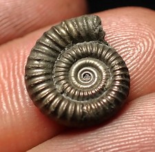 Crucilobiceras pyrite ammonite