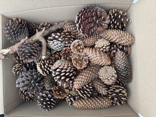 Mix natural pine - natural,