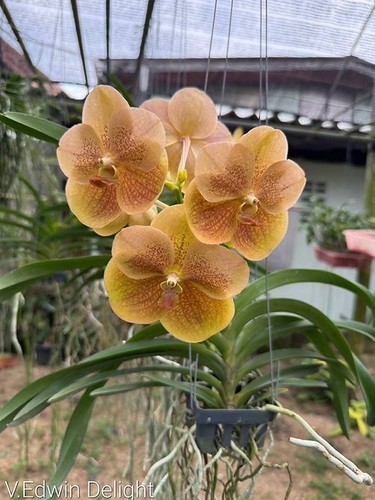 Rare vanda edwin delight - rare,