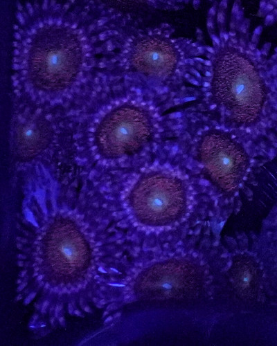 Wysiwyg mohawk zoa mini - zoa,